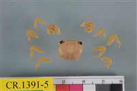 藏品(紅螯螳臂蟹)的圖片